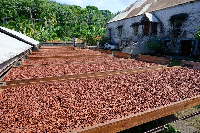 Full-Day Tour: Concord Waterfall, Chocolate Factory, Rum Distillery, Grand Etang - Jouvay Chocolate: see the process, then decide what to buy