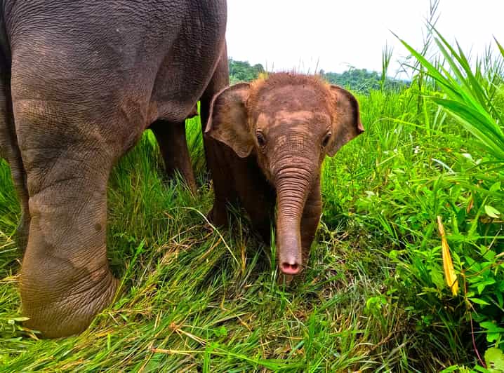 Full-day with CHIANGMAI ELEPHANT CARE and Sticky waterfall - Key points to know before booking