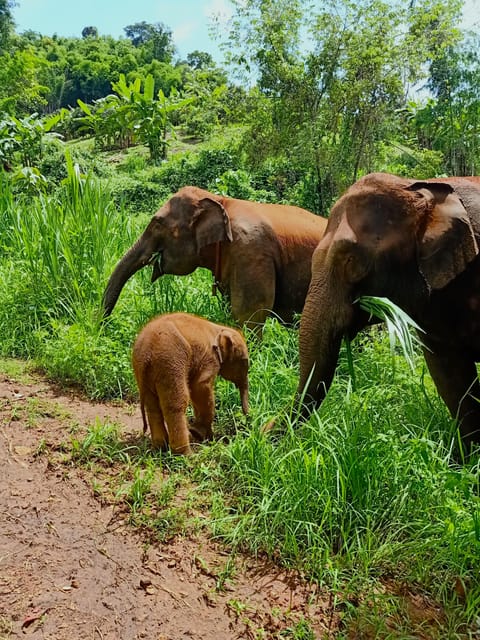 Full-day with CHIANGMAI ELEPHANT CARE and Sticky waterfall - A full day built around elephant care