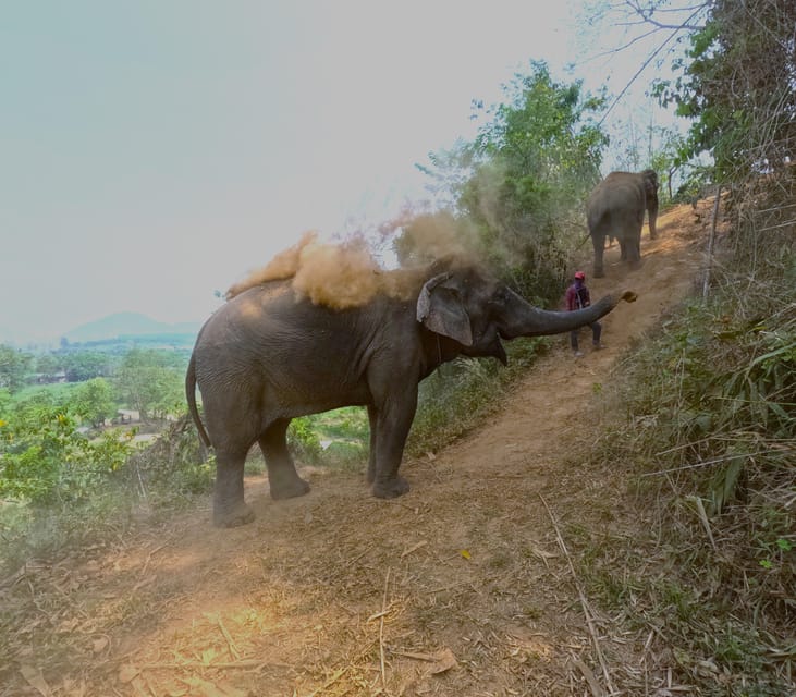 Full-day with CHIANGMAI ELEPHANT CARE and Sticky waterfall - Feeding, medicine balls, and time to observe