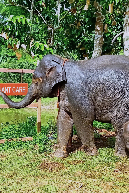 Full-day with CHIANGMAI ELEPHANT CARE and Sticky waterfall - What the river bath is really like