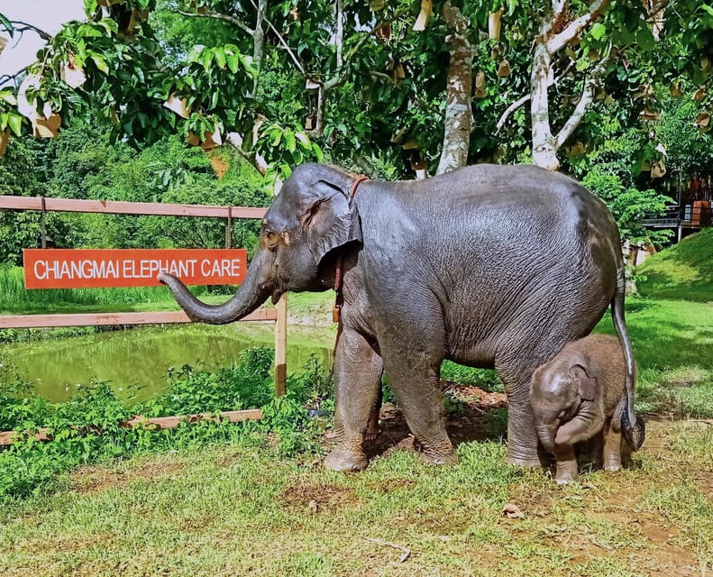 Full-day with CHIANGMAI ELEPHANT CARE and Sticky waterfall - Sticky Waterfall: a climb on grippy limestone