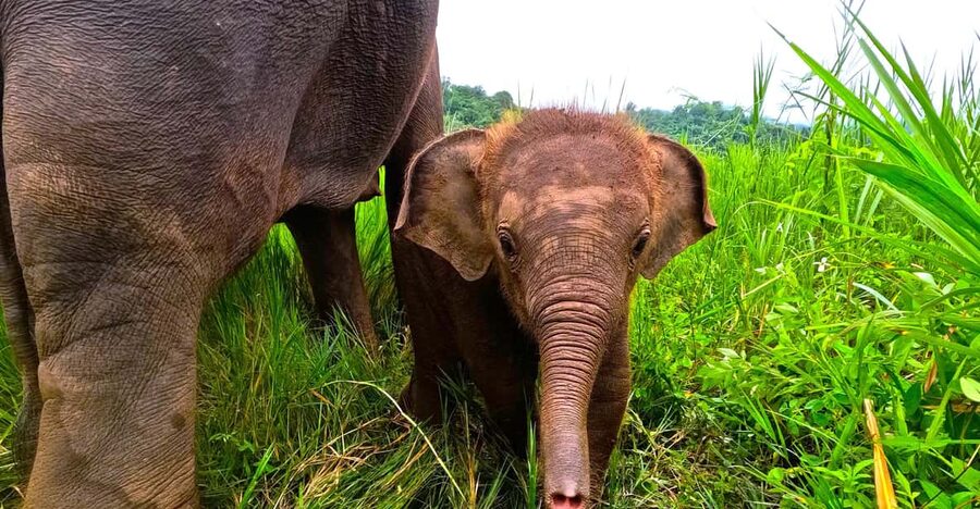 Full-day with CHIANGMAI ELEPHANT CARE and Sticky waterfall - Changing into a uniform at the camp