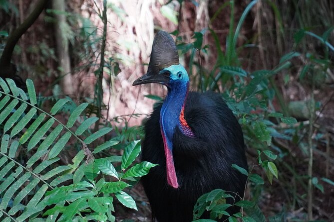 Fun, Falls and Forests Day Trip from Cairns - Lake Eacham and the volcanic Atherton Tablelands