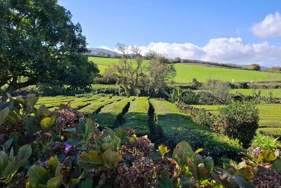 Furnas: Volcano Wonders, Tea Plantation & Waterfall Tour - Key points to know before booking