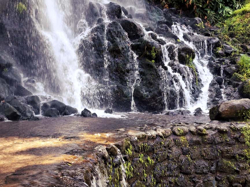 Furnas: Volcano Wonders, Tea Plantation & Waterfall Tour - Gorreana Tea Factory and Europe’s tea fields