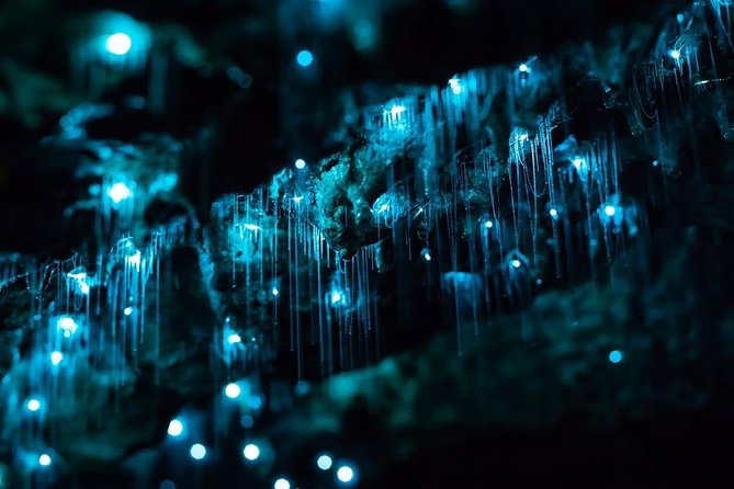 Glow-worms, Waterfalls & Rainforest Experience - The waterfall stop and the cold-water choice