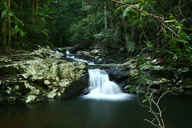 Glow-worms, Waterfalls & Rainforest Experience - A forest dinner with an organic, vegan focus