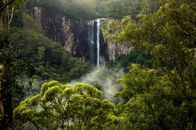 Glow-worms, Waterfalls & Rainforest Experience - Finding the glowworms after sunset