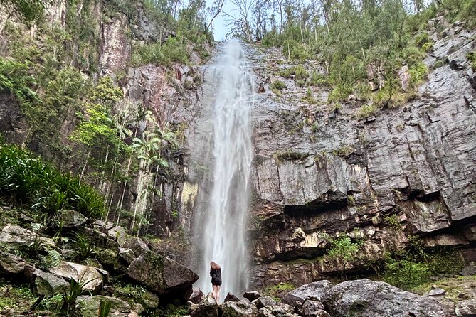 Glow-worms, Waterfalls & Rainforest Experience - Lookouts, trees, and the rainforest walk
