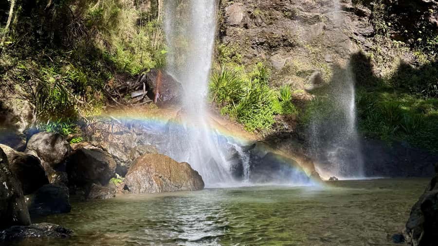 Gold Coast: 6 Waterfalls, Koalas & Natural Bridge Day Tour - A forest break and a practical lunch plan