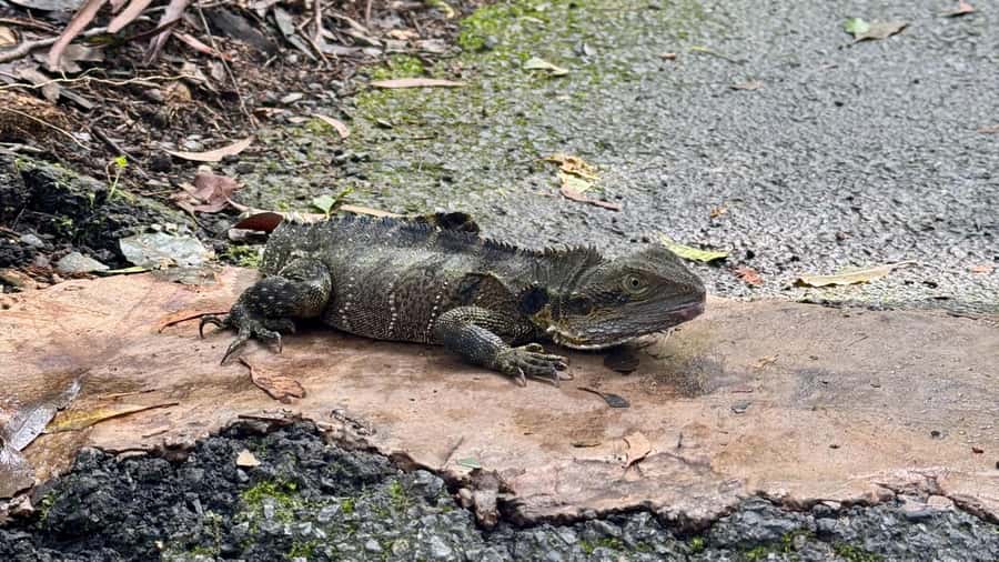 Gold Coast: 6 Waterfalls, Koalas & Natural Bridge Day Tour - Timing, pickups, and what to pack