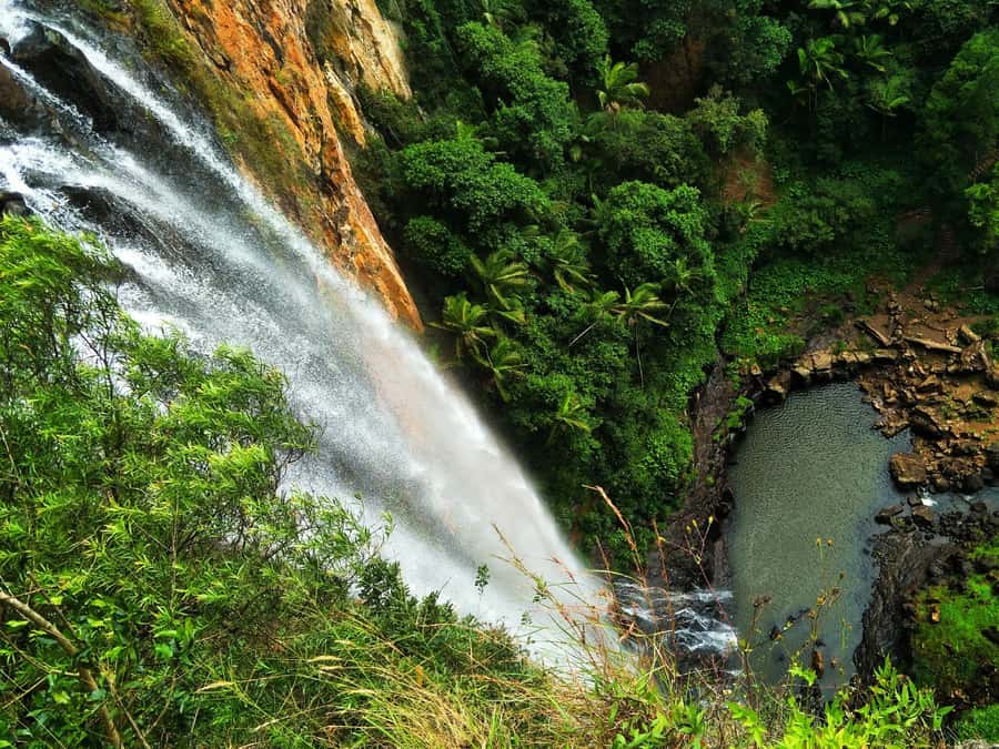 Gold Coast: Kangaroos, Rainforest & Waterfalls Experience - Key points to know before you book