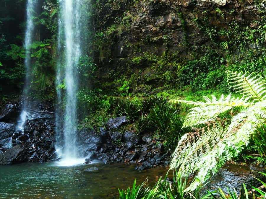 Gold Coast: Kangaroos, Rainforest & Waterfalls Experience - From Gold Coast streets to Springbrook rainforest
