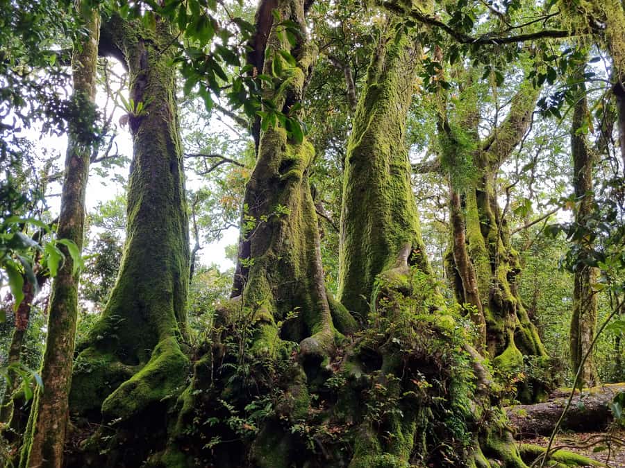 Gold Coast: Kangaroos, Rainforest & Waterfalls Experience - Four hours among waterfalls and ancient flora