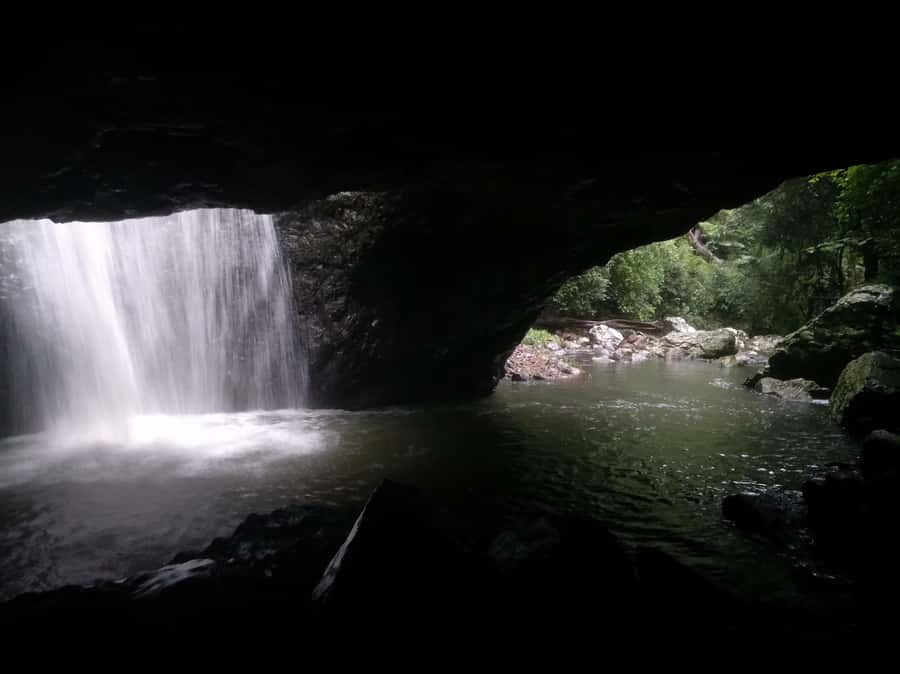 Gold Coast: Kangaroos, Rainforest & Waterfalls Experience - How the full day feels