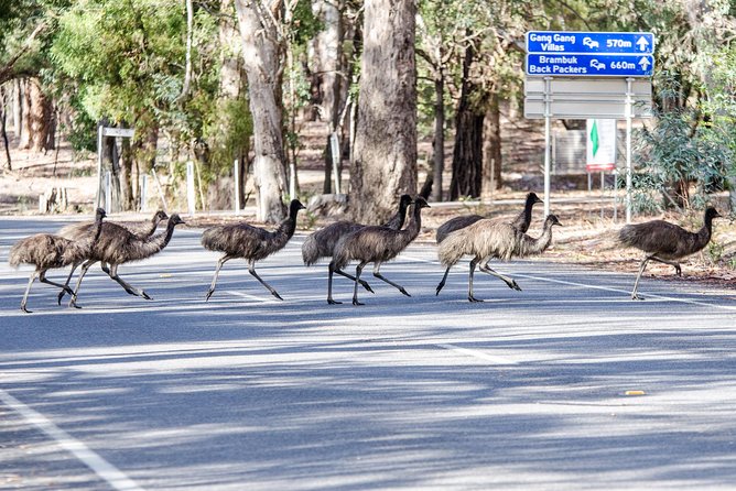 Grampians National Park with MacKenzie Falls and Kangaroos - Reed Lookout and Boroka Lookout