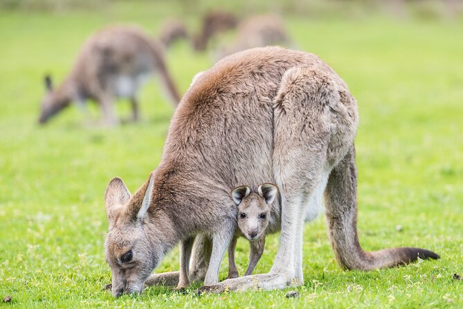 Grampians National Park with MacKenzie Falls and Kangaroos - The early start and Beaufort break