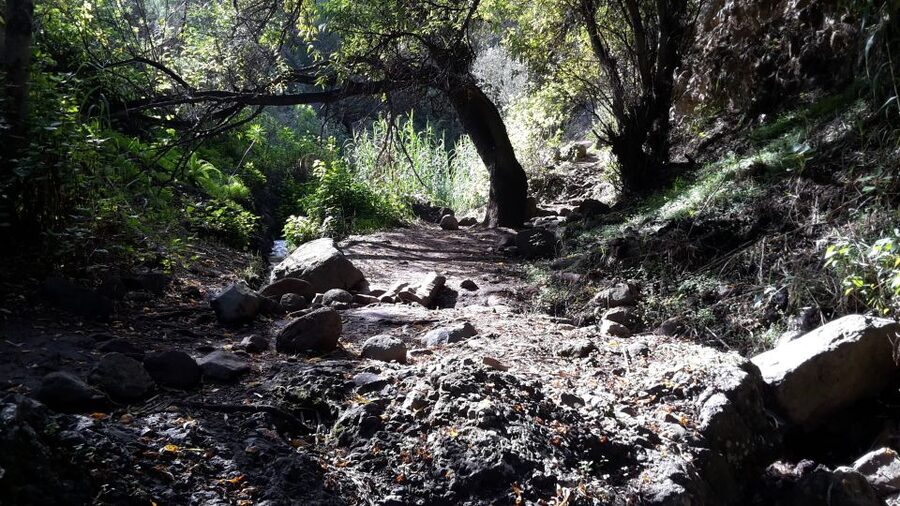 Gran Canaria: "Magic Waterfalls" Hiking Tour - Waterfalls, plants, and the island’s microclimate