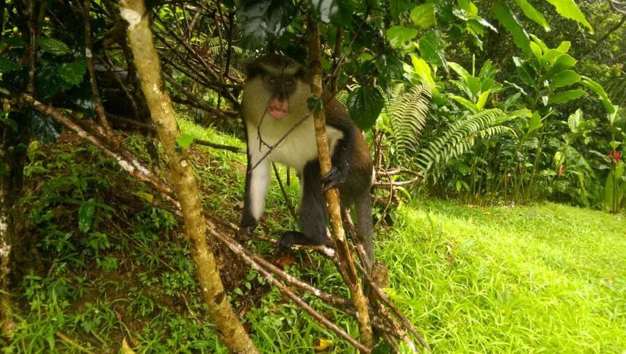 Grenada: Half-Day Island Tour with Waterfall Swim Stop - Why this half-day tour works well for first-time visitors