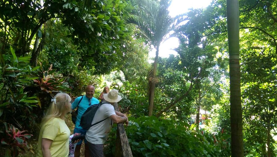 Grenada: Half-Day Island Tour with Waterfall Swim Stop - Grand Etang brings cooler mountain air