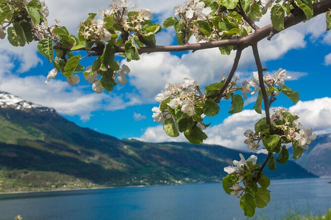 Guided tour to Hardanger Fjord, Waterfalls and Ferry Crossing - Road 550 offers the prettiest sustained drive