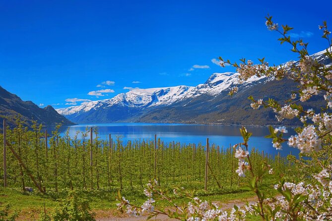 Guided tour to Hardangerfjord with Waterfalls and Ferry Crossing - What the day really offers from Bergen