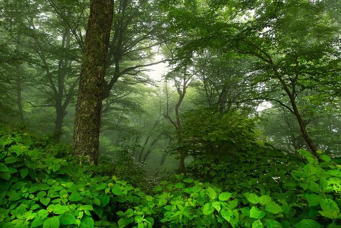 Half-Day Tour With Instruction in Vistas & Waterfall Photography - Weather, Equipment, and What to Bring