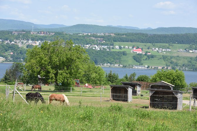 Half-Day Trip to Montmorency Falls and Ste-Anne-de-Beaupré from Quebec city - Is $70.53 a fair price?