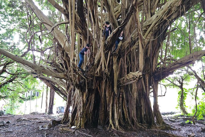 Hawaii Volcanoes, Waterfalls, Beaches & Hilo Highlights Day Tour - Rainbow Falls and Hilo’s tropical side