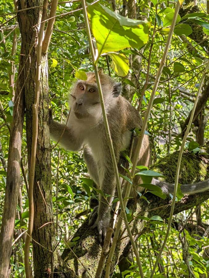 Henrietta: Hiking at the Tamarind Waterfalls - Plants, food, and the local side of the walk