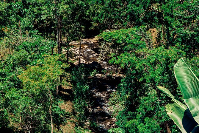 Hidden Arusha Waterfall, Coffee & Village Tour (All-Inclusive) - Spices, honey, banana wine, and a traditional lunch