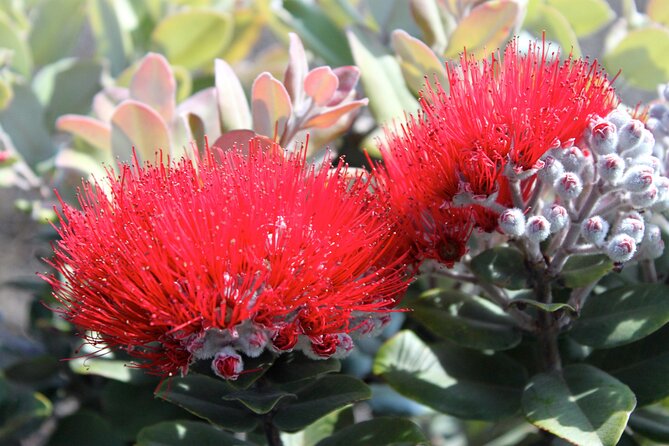 Hilo Shore Excursion: Active Volcano, Lava Tube, Waterfall and Gardens - Is $187.95 a fair price?