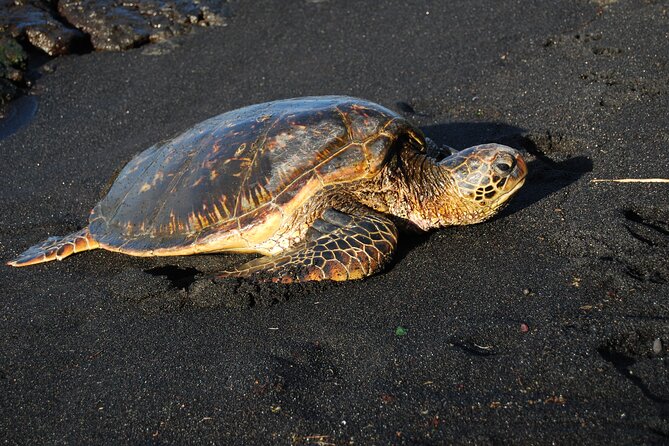 Hilo Shore Excursion: Volcanoes National Park & Black Sand Beach - Entering Hawaii Volcanoes National Park