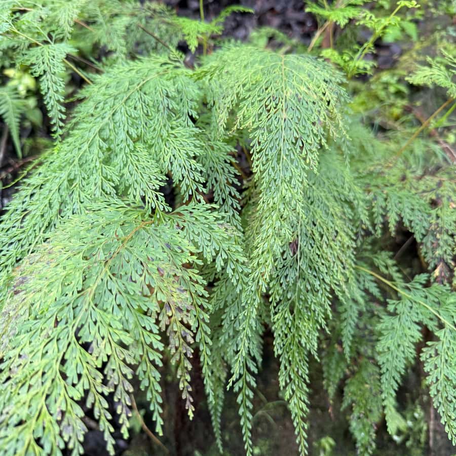 Hilo: Waterfall Hike and Swim with Native Hawaiian - Hawaiian language, food, and cultural practice