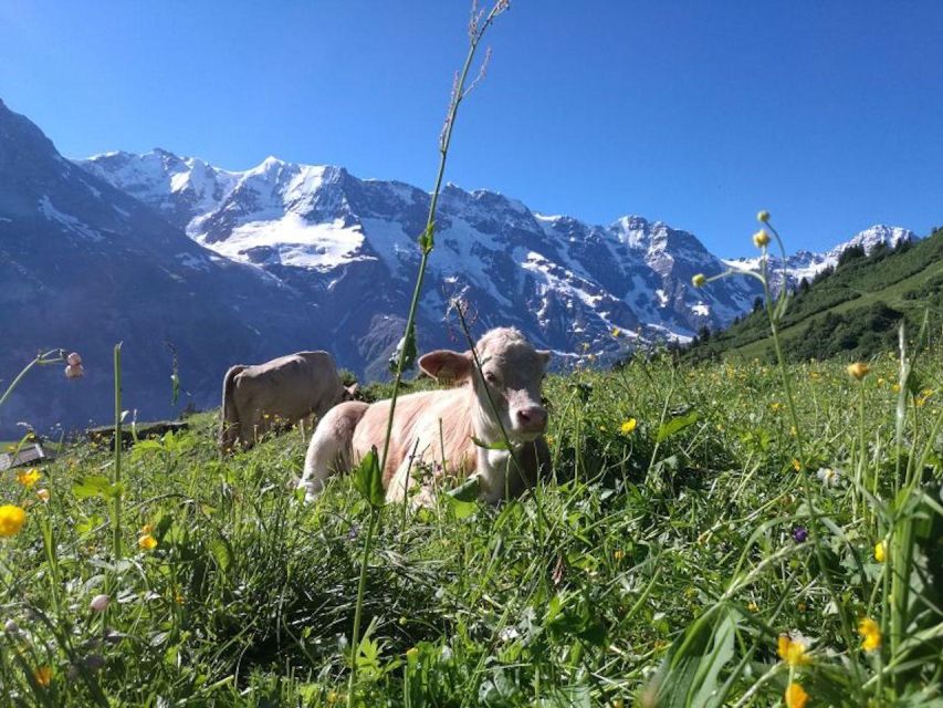 Interlaken: 72 Waterfalls Valley & Lauterbrunnen E-Bike Tour - Weather, equipment, and group comfort