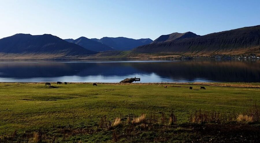 Isafjordur: Dynjandi Waterfall Tour and Icelandic Farm Visit - Guides, drivers, and the tone of the day