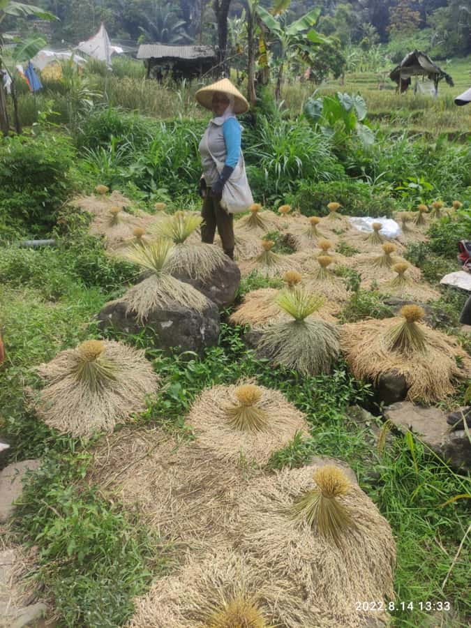 Jakarta: Active Volcano, Waterfall &beautiful local village - Fifteen minutes among the tea plants