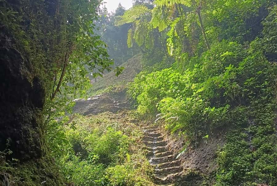 Jakarta Bogor Botanical Garden, Waterfall and Rice Terrace - Who should book this experience?