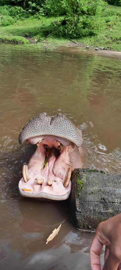Jakarta : Taman Safari, Panda Palace, and Waterfall - Leaving Jakarta for the cooler Puncak hills