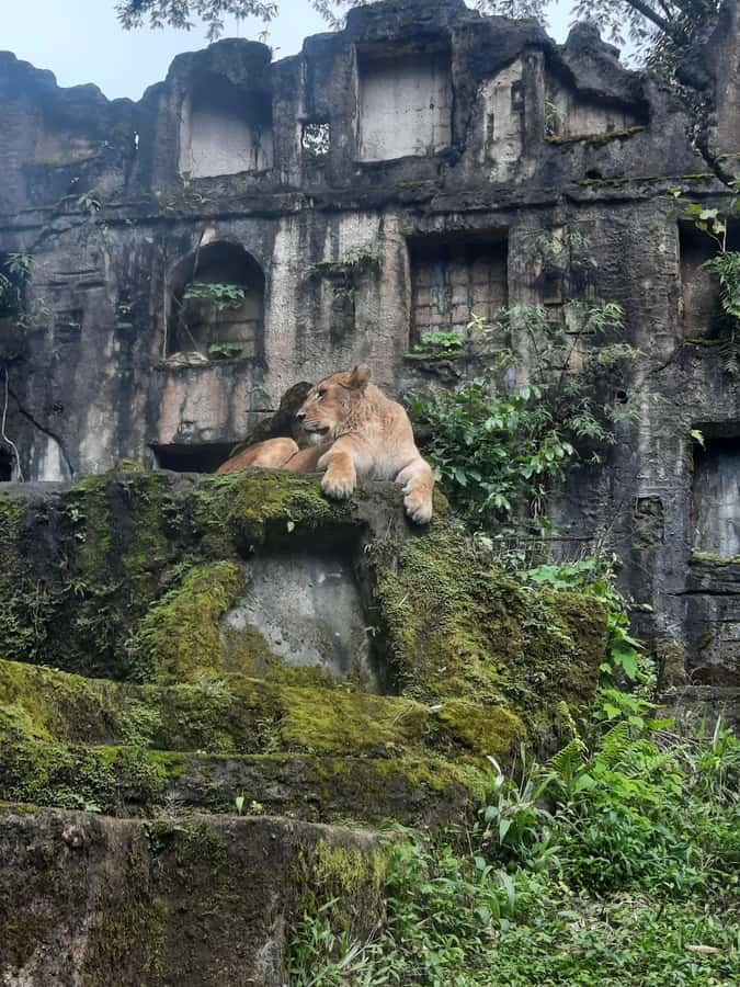 Jakarta : Taman Safari, Panda Palace, and Waterfall - Exploring Panda Palace and the wider park