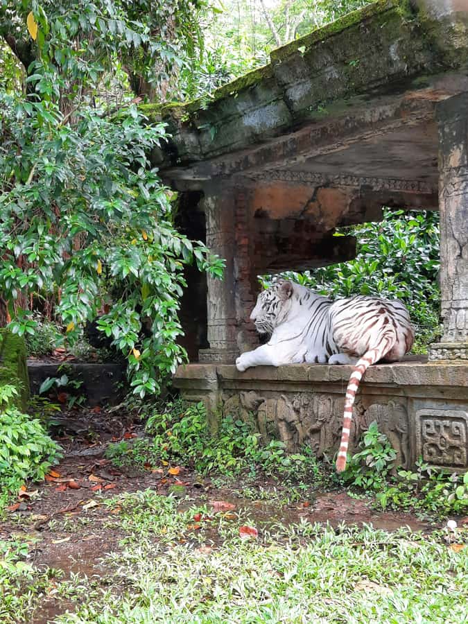 Jakarta : Taman Safari, Panda Palace, and Waterfall - A short forest walk to Jaksa Waterfall