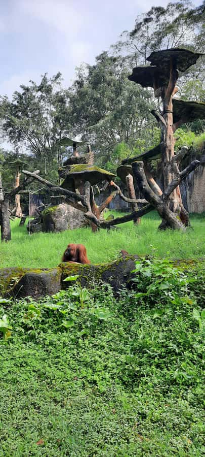 Jakarta : Taman Safari, Panda Palace, and Waterfall - The guide can shape the whole day
