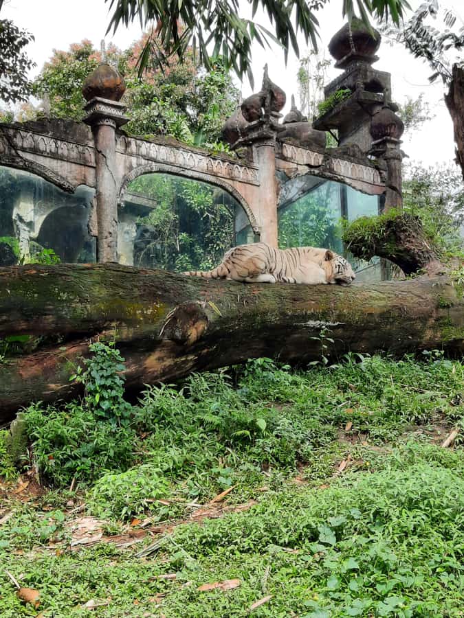 Jakarta : Taman Safari, Panda Palace, and Waterfall - The one-hour safari route by car