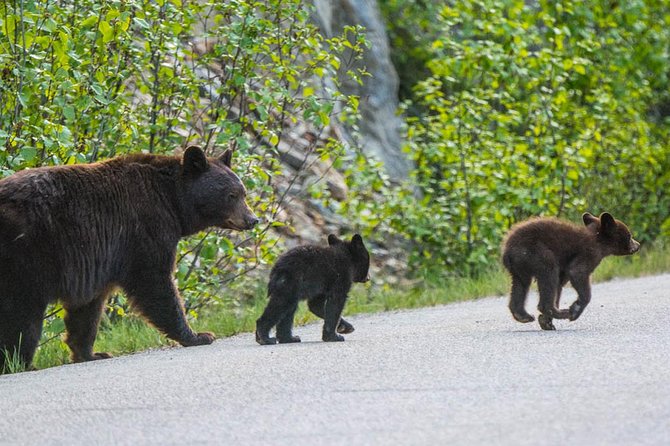 Jasper Wildlife and Sightseeing Tour with Maligne Lake Hike - Why This Maligne Valley Tour Works