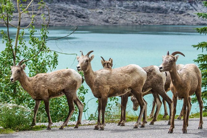 Jasper Wildlife and Sightseeing Tour with Maligne Lake Hike - The Wildlife Drive Through Subalpine Forest
