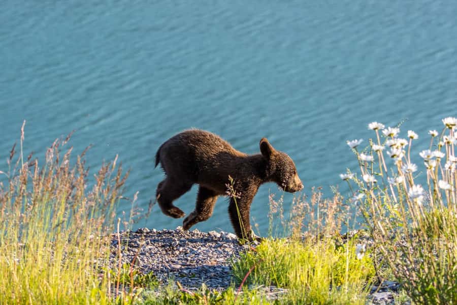 Jasper: Wildlife and Waterfalls Tour with Lakeshore Hike - Key points to know before booking