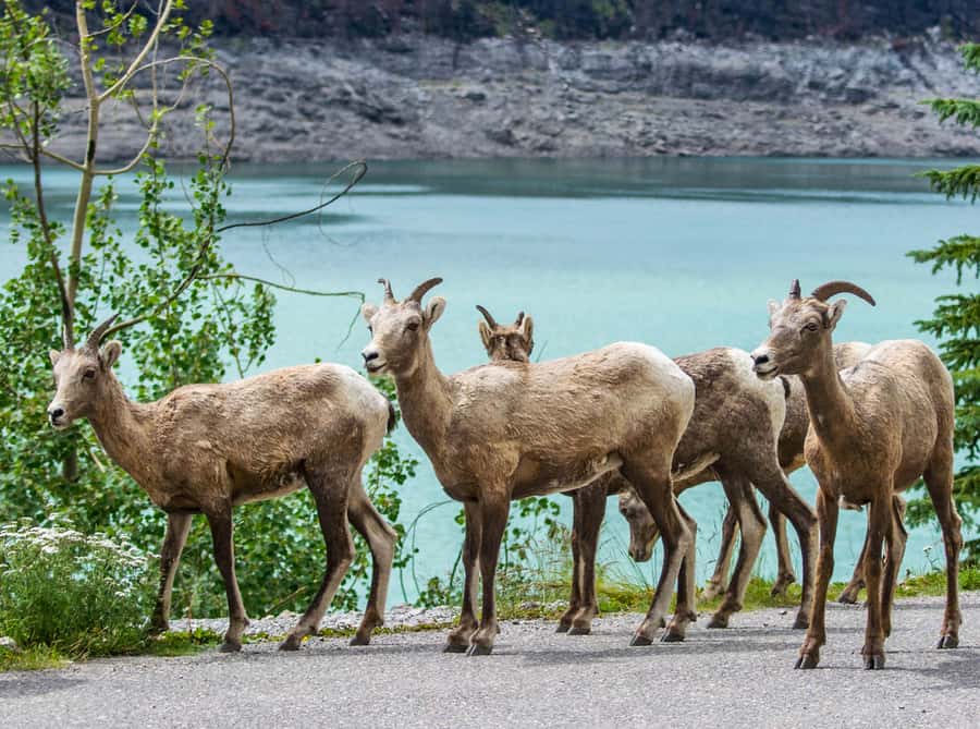 Jasper: Wildlife and Waterfalls Tour with Lakeshore Hike - Who should book this Maligne Valley outing?