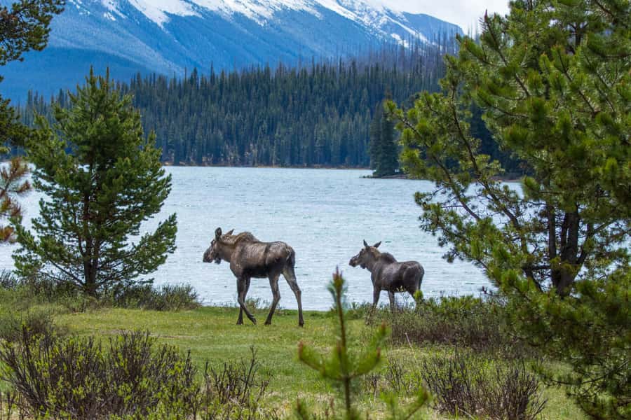 Jasper: Wildlife and Waterfalls Tour with Lakeshore Hike - Medicine Lake explains a strange mountain mystery