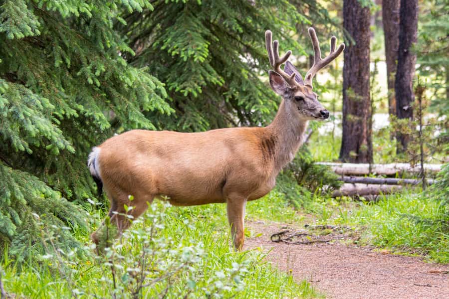 Jasper: Wildlife and Waterfalls Tour with Lakeshore Hike - Wildlife watching depends on luck, timing, and your guide